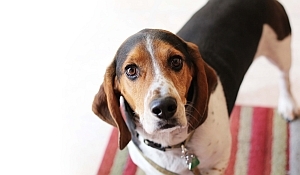 How to stop your dog from barking - Beagle not barking