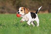 Cool tricks - image of beagle puppy retrieving a red ball