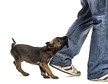 how to stop a puppy from biting - photo of puppy biting leg of jeans