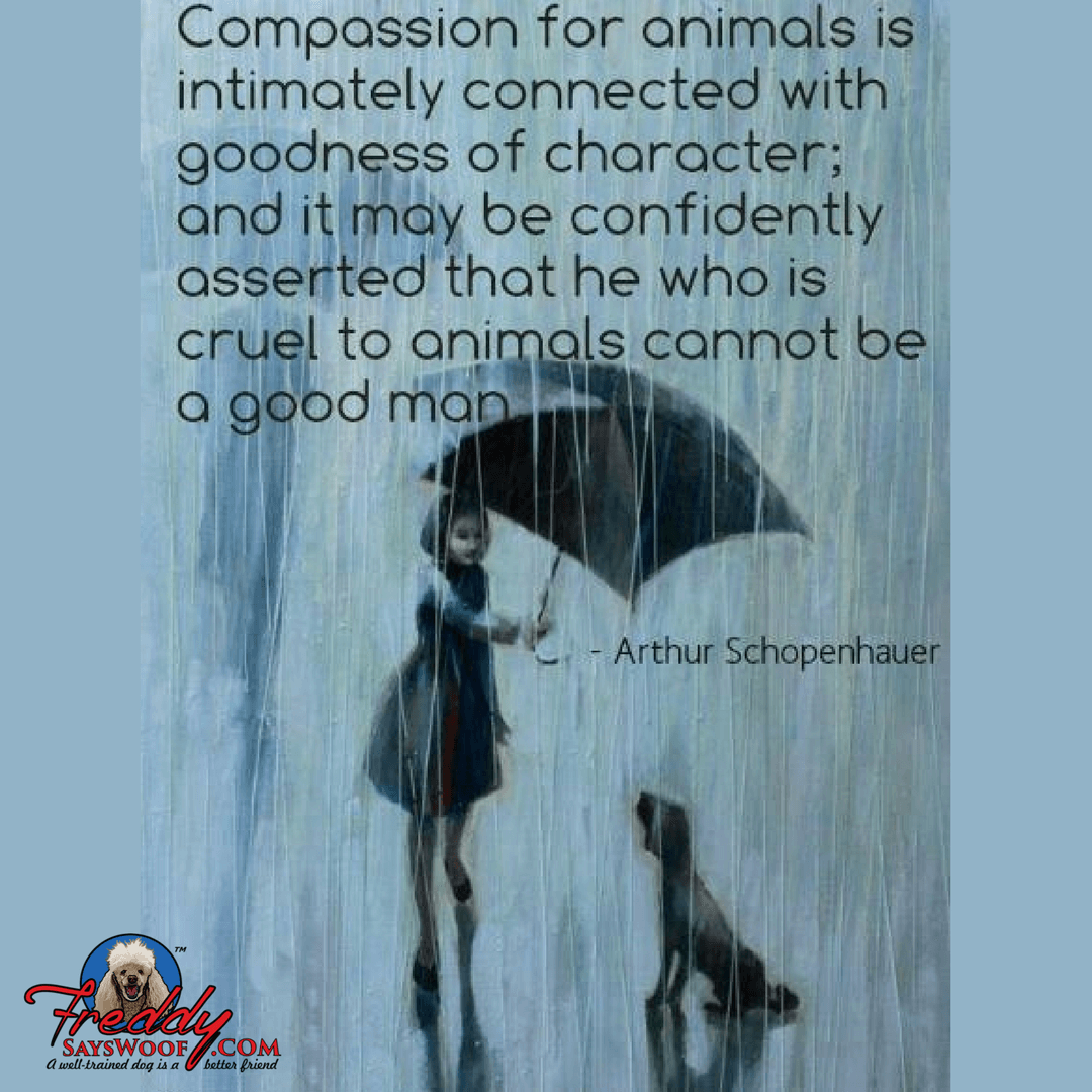 Compassion for animals