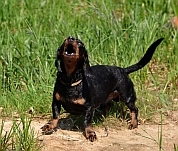 Why do dogs howl - Dachshund howling