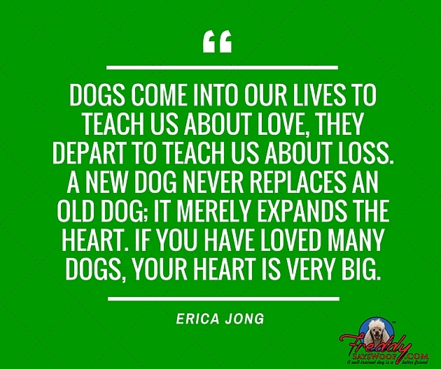 What Dogs Teach Us. 