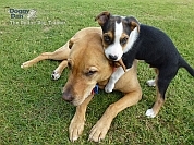 Online Dog Trainer- image of puppy Moses playing with Doggy Dan's dog Peanut