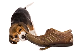 Separation Anxiety in Dogs - photo of beagle chewing shoe