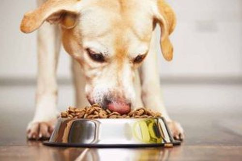 Dog eating from stainless steel food bowl