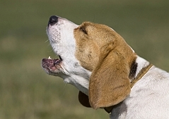 why do dogs howl - young beagle male howling