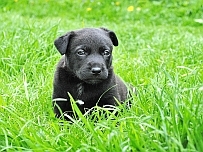 how to train a puppy - image of cute black puppy in green grass