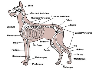 Dog Training Mastery - illustration of a dog skelton with named bones