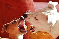 how to stop a puppy from biting - photo of 2 dogs about to bite each other