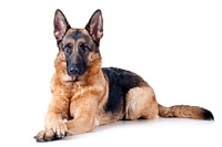 Dog Training Mastery - image of a good german shepherd dog lying down