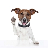 Cool tricks - image of puppy doing a high five