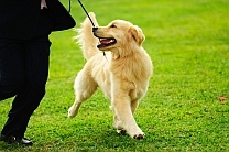 how to leash train a puppy - golden retriever walking on leash with happy smile