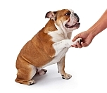 cool tricks - image of 9 month old English Bulldog shaking hands