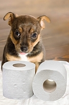 how to potty train a puppy - photo of puppy with rolls of toilet paper