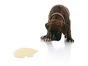 how to potty train a puppy - photo of puppy looking at urine puddle on a white floor