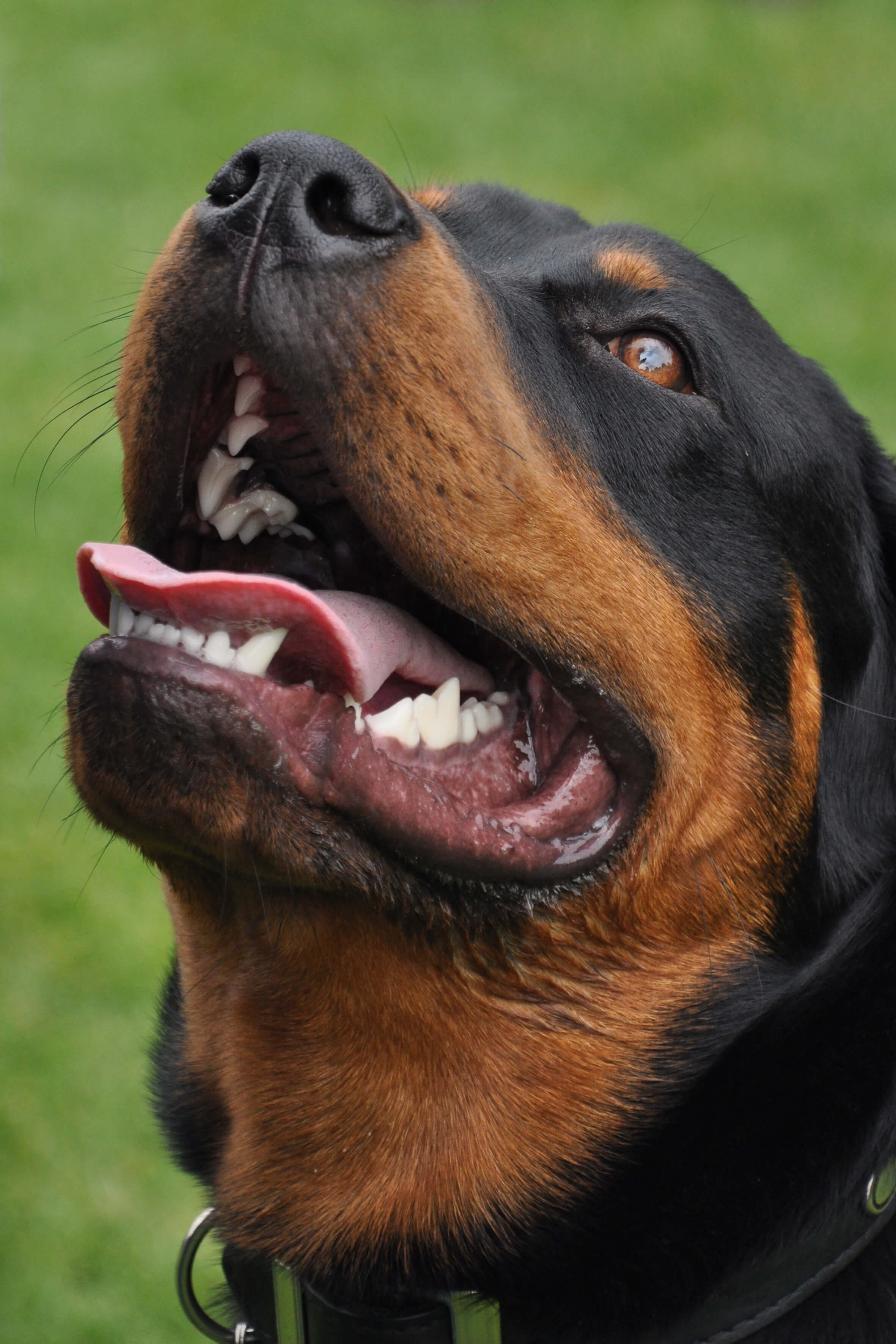 Stop Your Dog From Barking - Rottweiler
