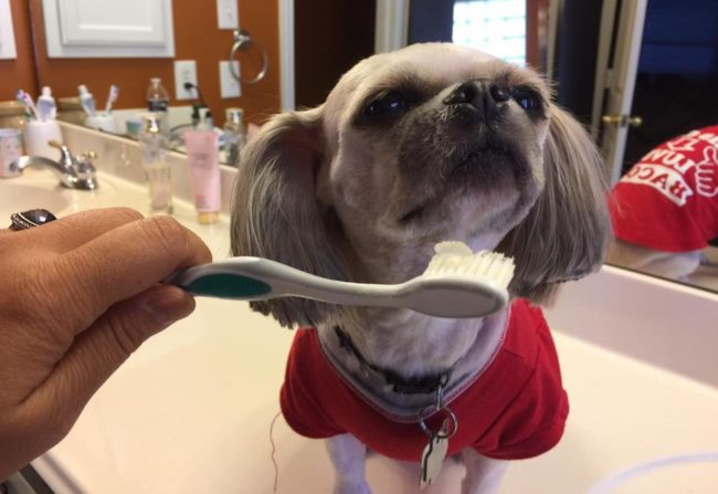 Dog Tooth Brushing - Image of small dog and tooth brush with toothpaste